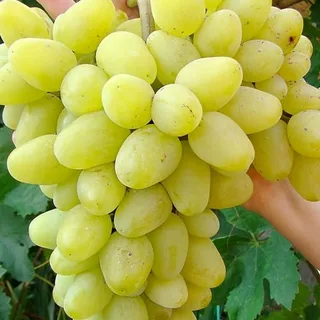 Виноград аркадия